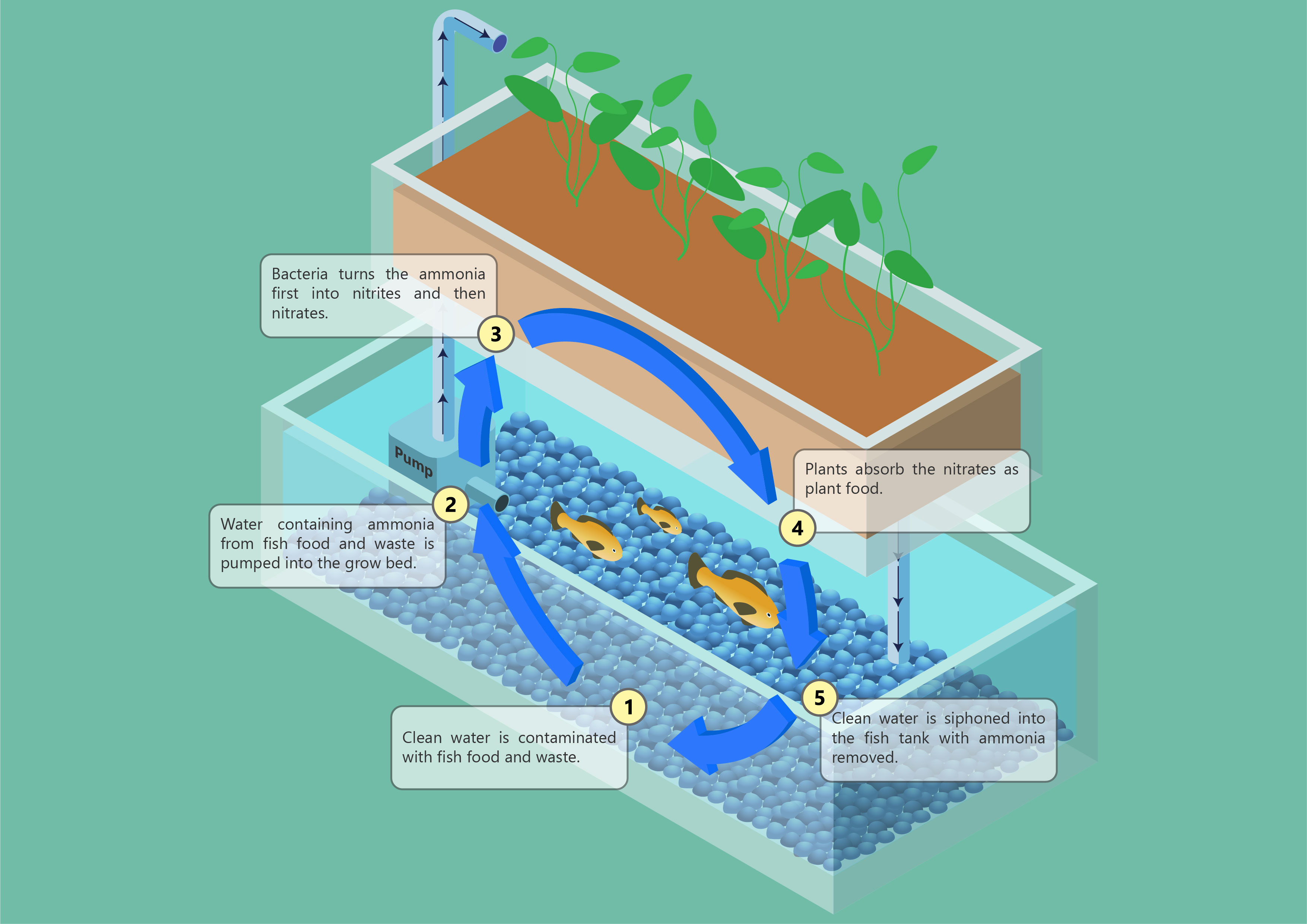 What Do You Need For An Aquaponic System At Karen Medina Blog What Do You Need For An Aquaponic System At Karen Medina Blog